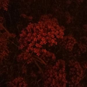 色www精品视频在线观看
